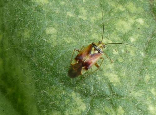 Lygus sp.